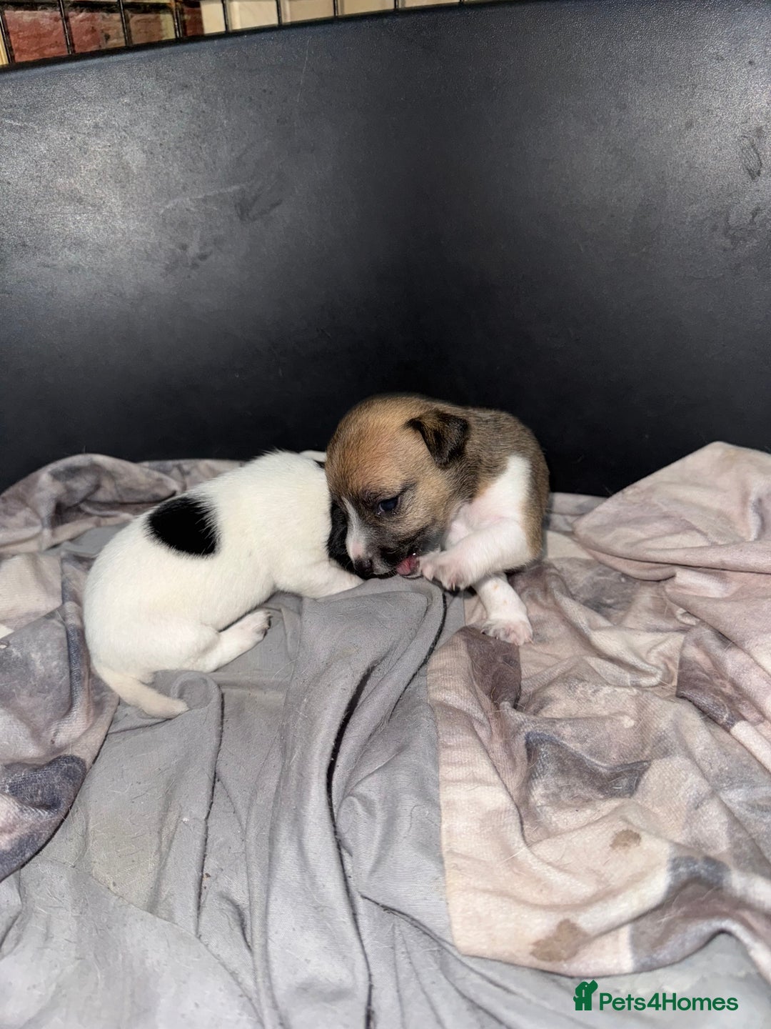 Jack Russell dogs for sale: Jack Russell puppies  - Image 7