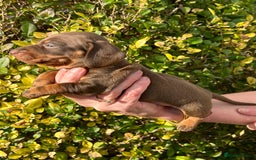 Miniature Dachshund dogs for sale: Kc reg mini dachshunds - Image 10