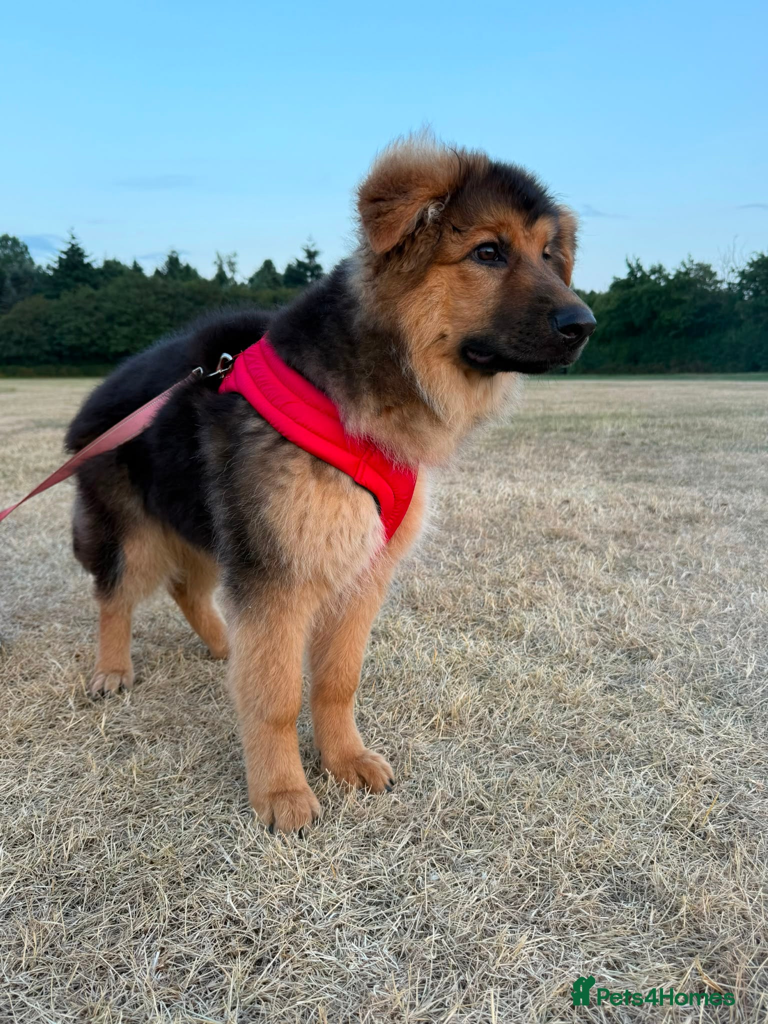 German Shepherd dogs Female german shepherd - Advert 3