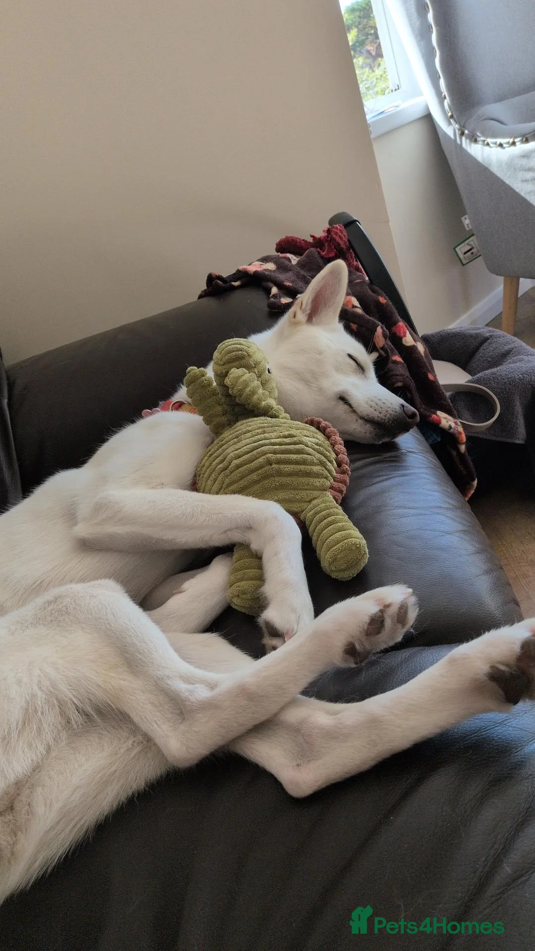 Siberian Husky dogs for sale: Kiki needs rehoming ASAP - Advert 2
