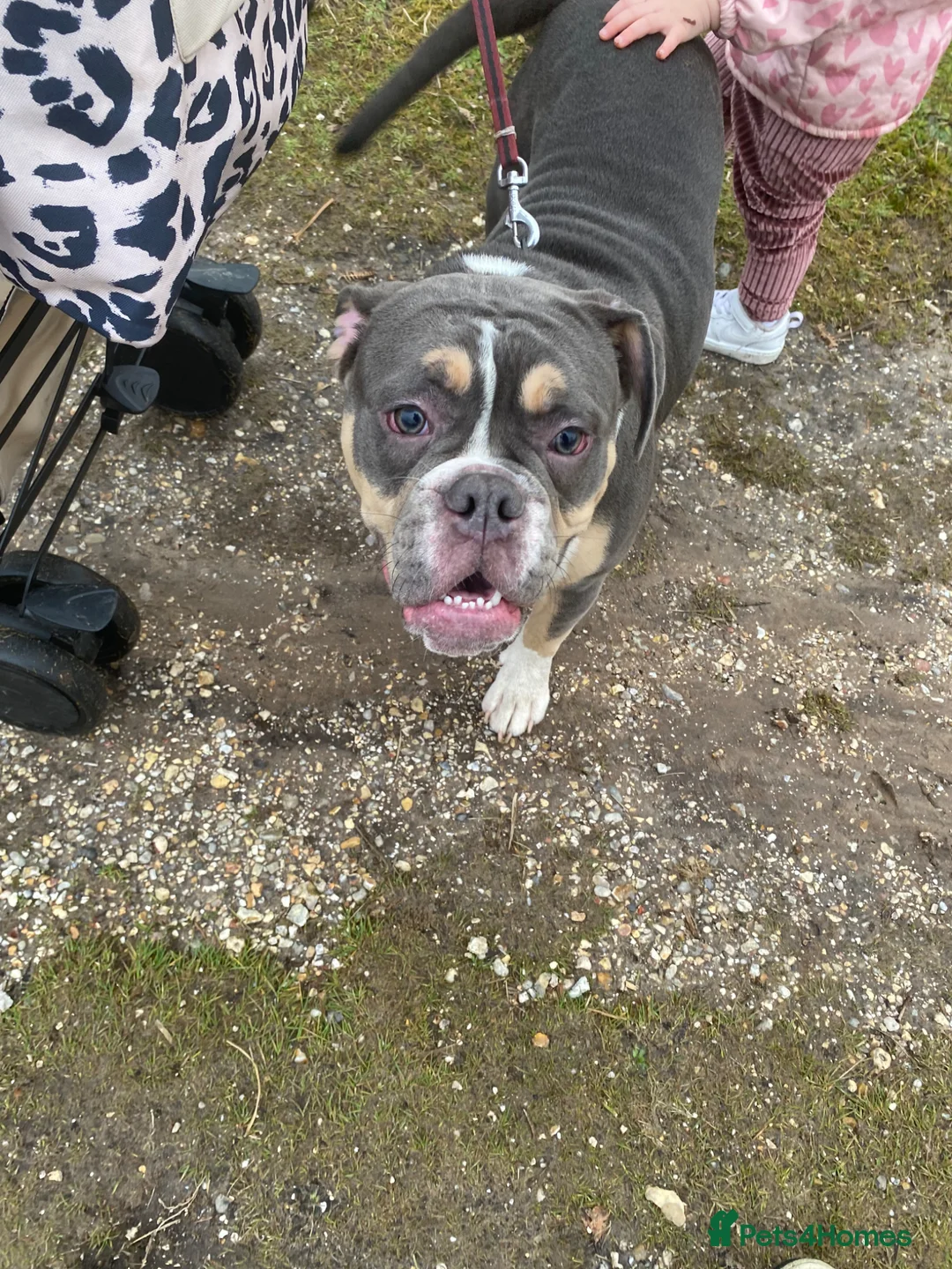 English Bulldog dogs for sale: Kali english bulldog 2 years old  in Southampton - Advert 5