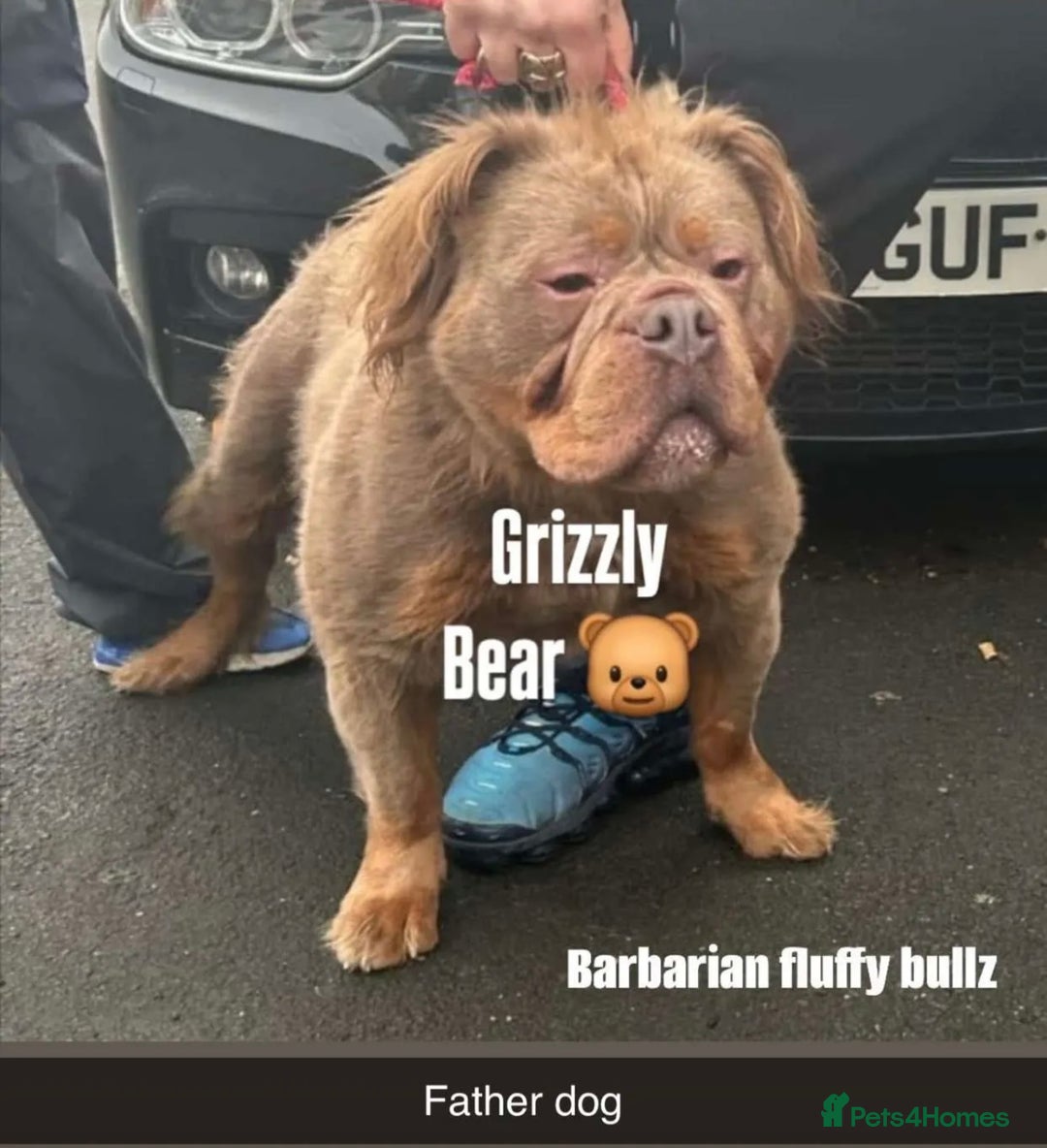 Mixed Breed dogs for sale: Beautiful 5 girls & 2 boys  - Image 2