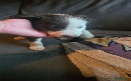 Border Collie dogs for sale: 9 border collie pups  - Image 12