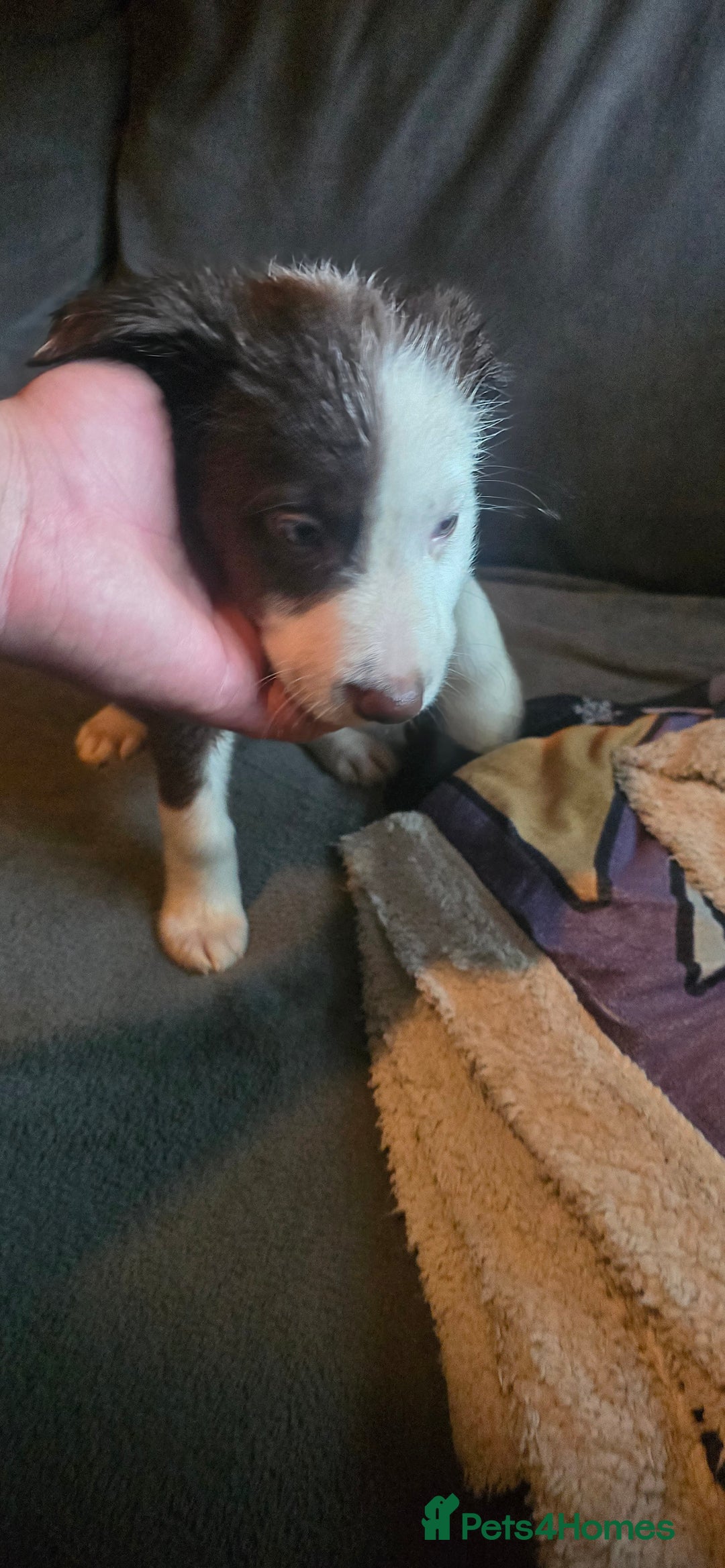 Border Collie dogs for sale: 9 border collie pups  - Image 12