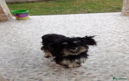 Bichon Frise dogs for adoption: Meet TOTO - a Lovely small boy for a Loving Home - Image 1