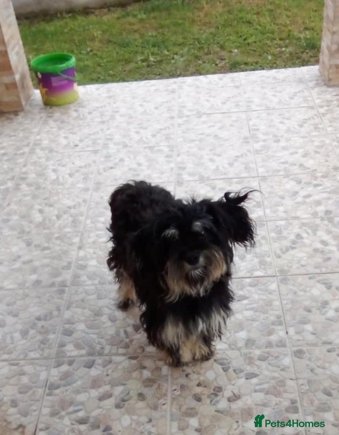 Bichon Frise dogs for adoption: Meet TOTO - a Lovely small boy for a Loving Home - Image 1