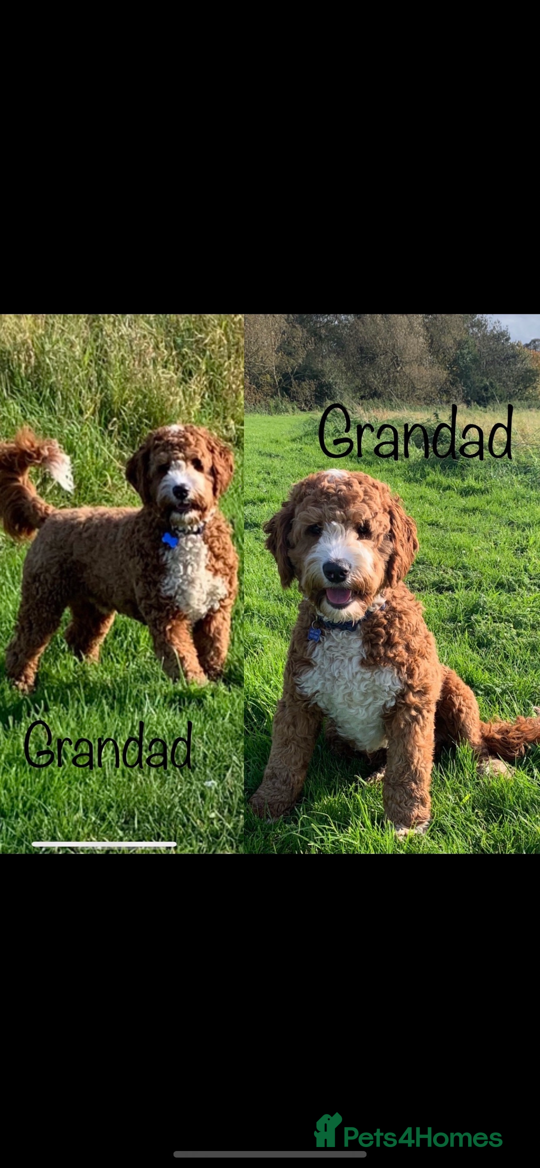 Australian Labradoodle dogs for sale: DNA Tested Miniature Labradoodle puppies  in Cottingham - Image 8