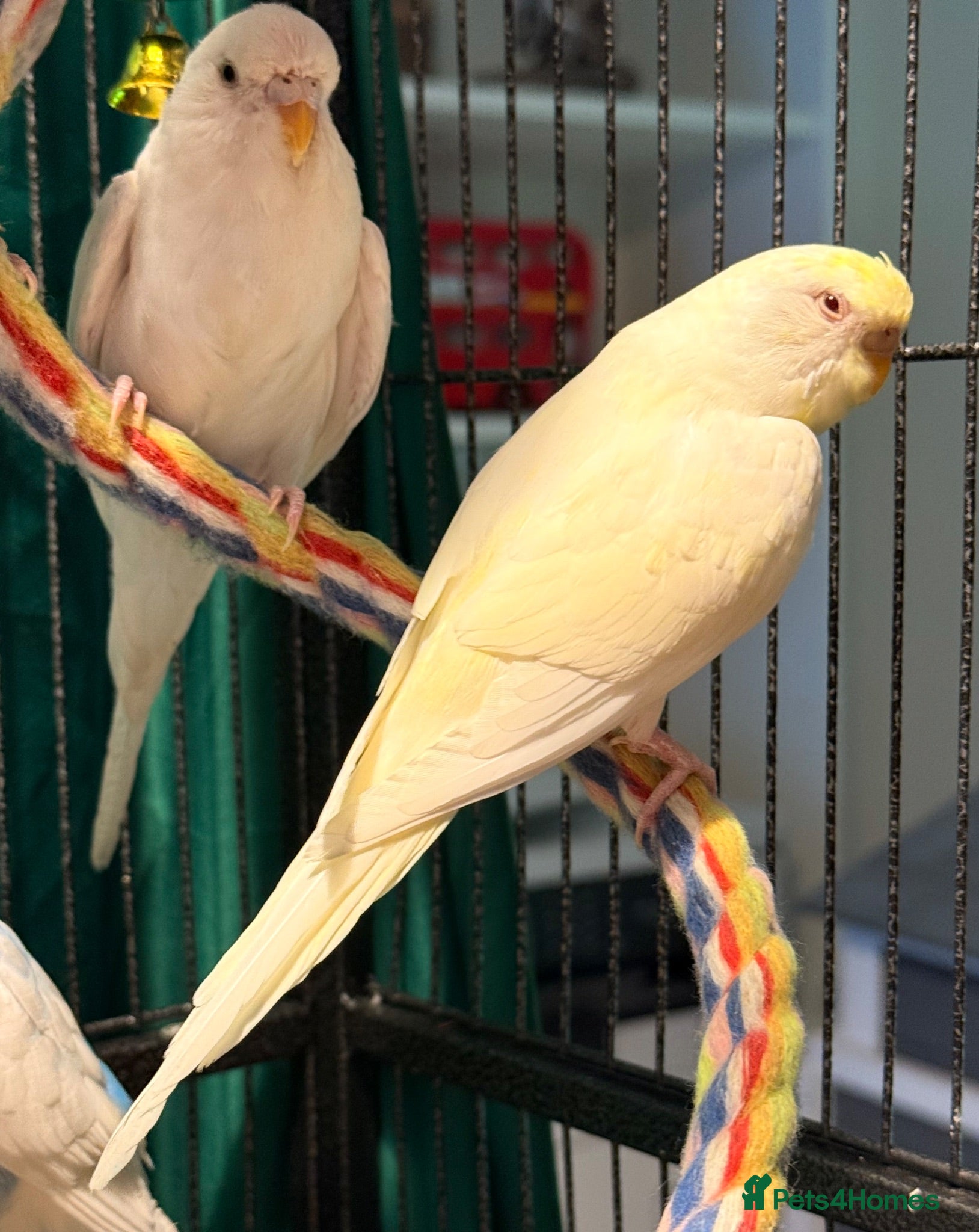 Budgerigars birds Creamino Red-Eye & a pure White bonded pair  - Advert 1