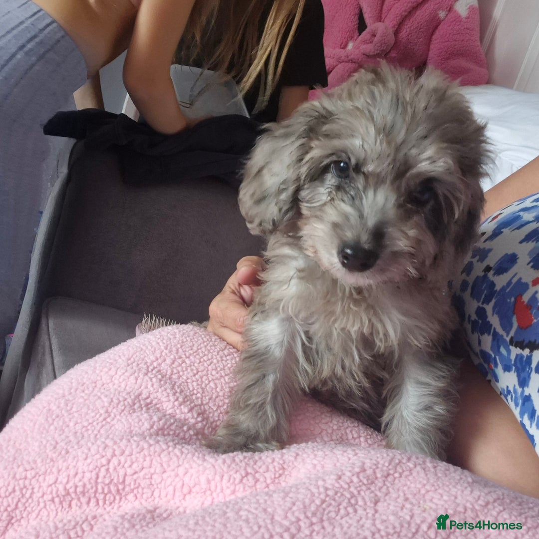 Cockapoo dogs for sale: Cockerpoos 1 boys left DROPPED 650 - Image 16