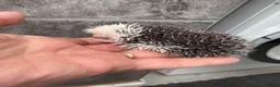 Pygmy Hedgehog rodents for sale: Baby hoglets ready now! Very friendly  - Advert 13