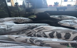 British Shorthair cats for sale: Year old girl looking for a new home - Image 7