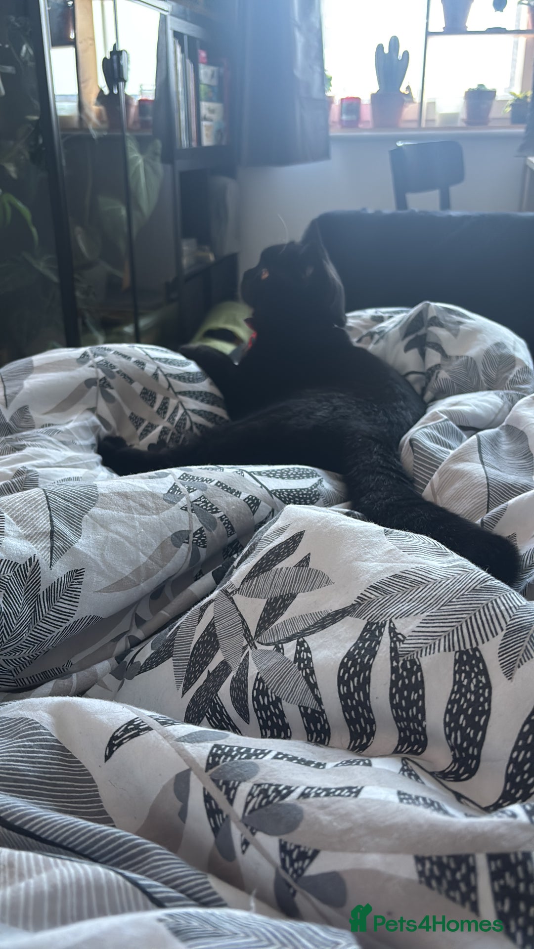 British Shorthair cats for sale: Year old girl looking for a new home - Image 7