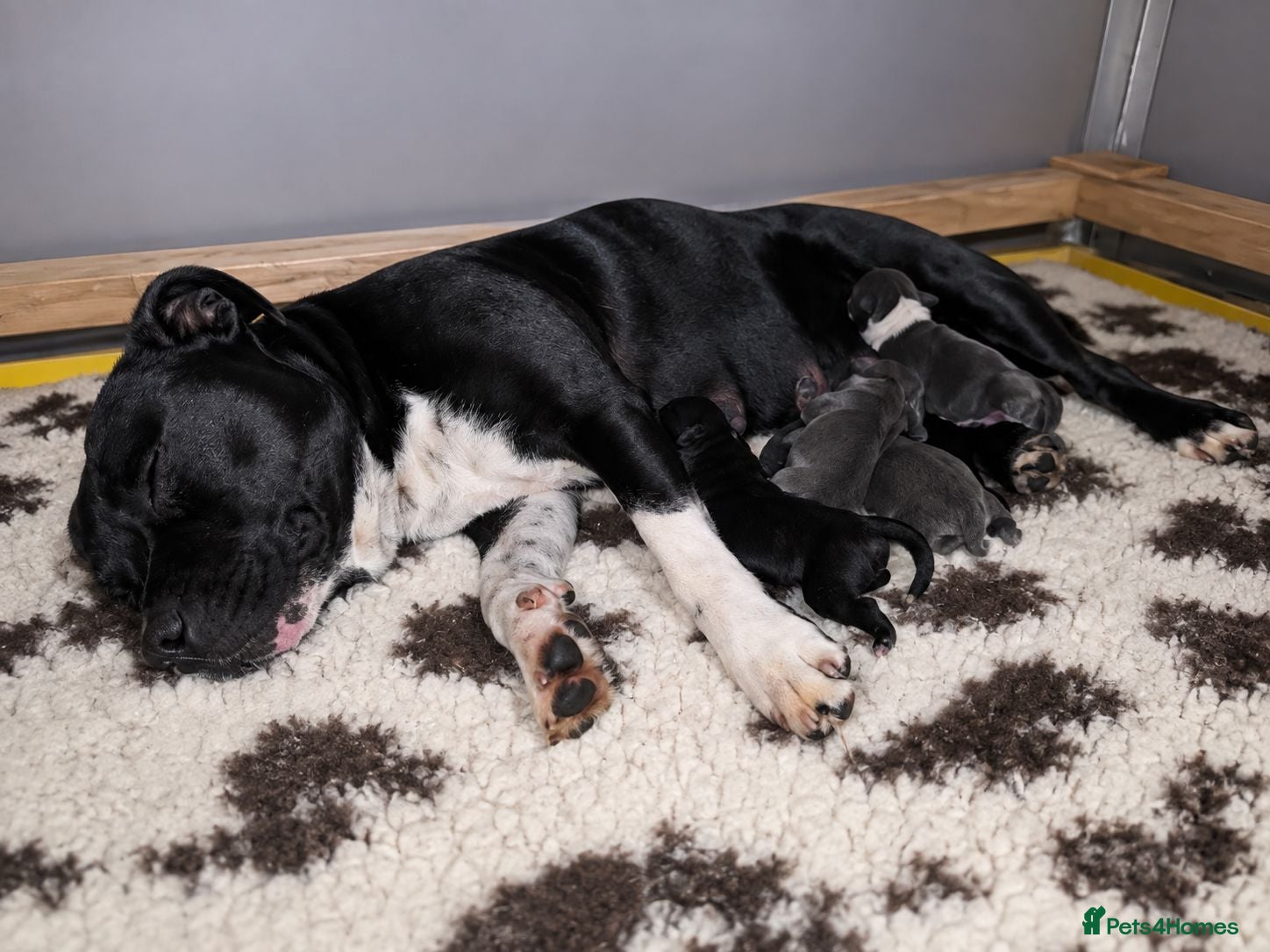 Staffordshire Bull Terrier dogs Valglo Sired, KC Reg, BVA Tested, HC, L2HGA Clear. - Advert 1