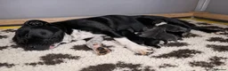 Staffordshire Bull Terrier dogs for sale: Valglo Sired, KC Reg, BVA Tested, HC, L2HGA Clear. - Advert 1