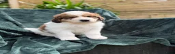 Mixed Breed dogs for sale: Golden Doodle X Pyrenees Puppies Ready next week.  - Advert 37