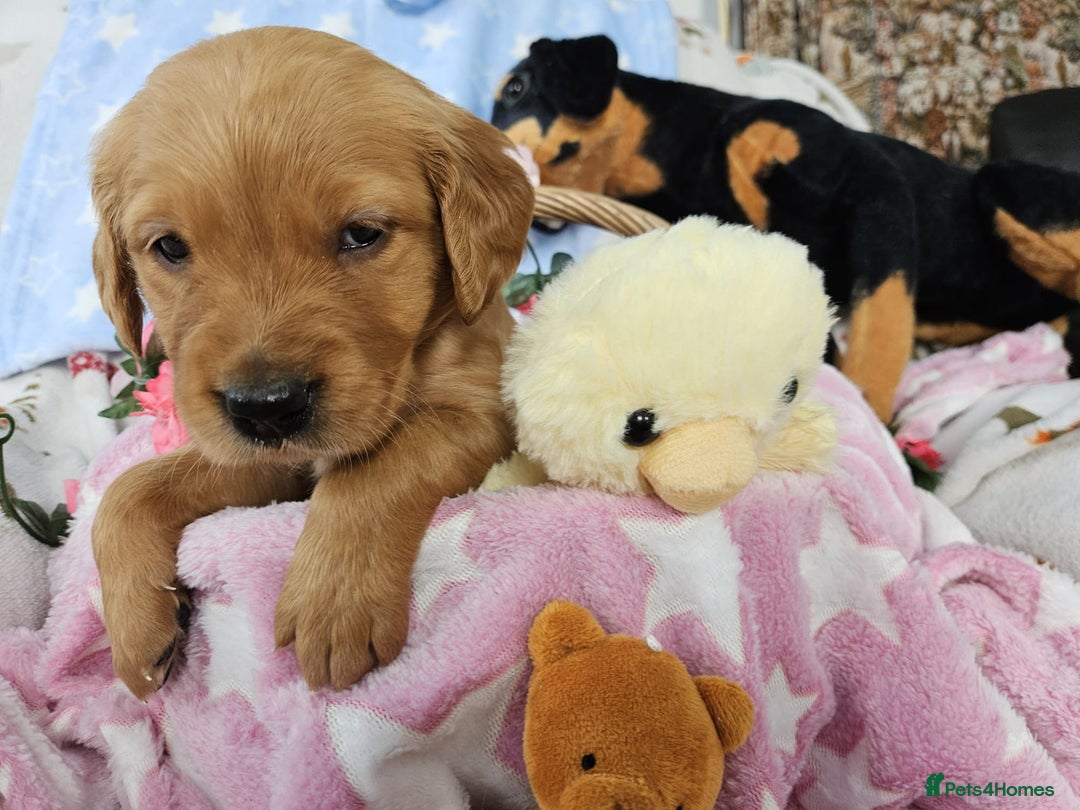 Golden Retriever dogs for sale: Loving Golden Retriever Puppies - Image 8