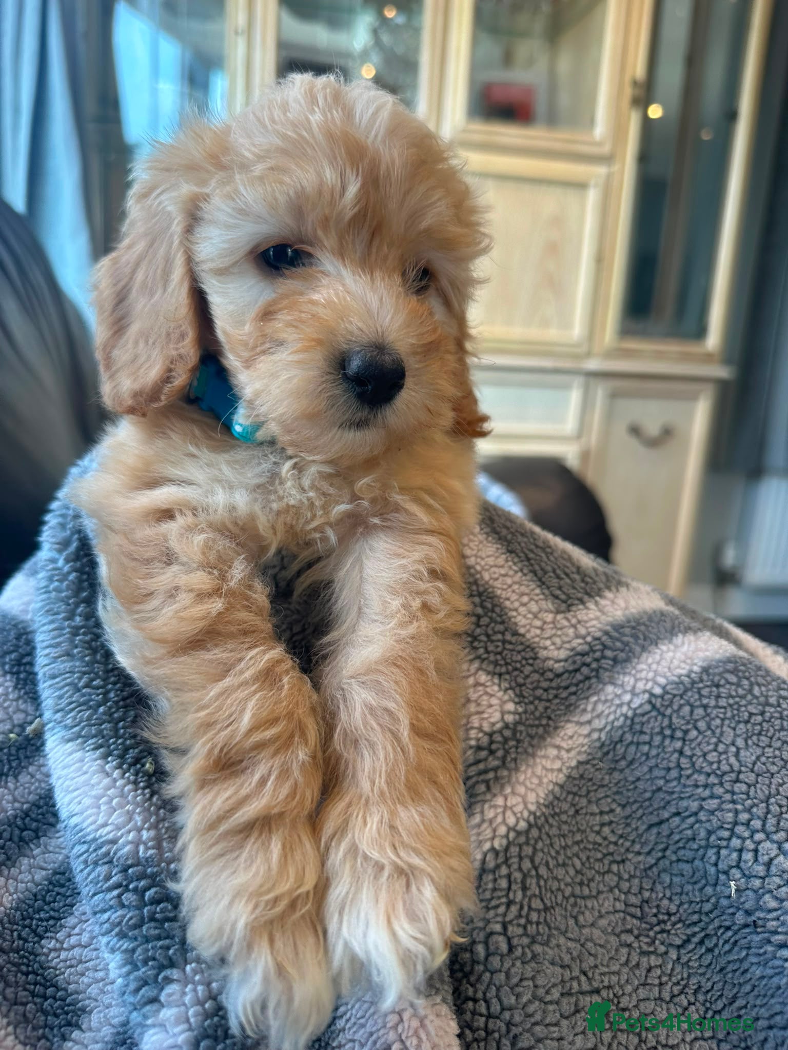 Cockapoo dogs Licensed F1b 4  Cockapoos ready tomorrow  - Advert 17