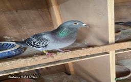 Pigeons birds for sale: Baby and adult racing Pigeons  - Image 19