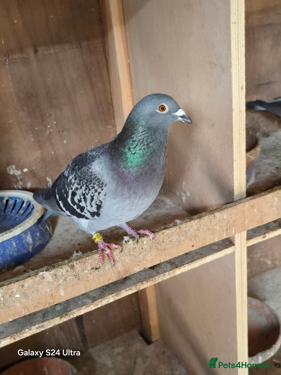 Pigeons birds for sale: Baby and adult racing Pigeons  - Image 19