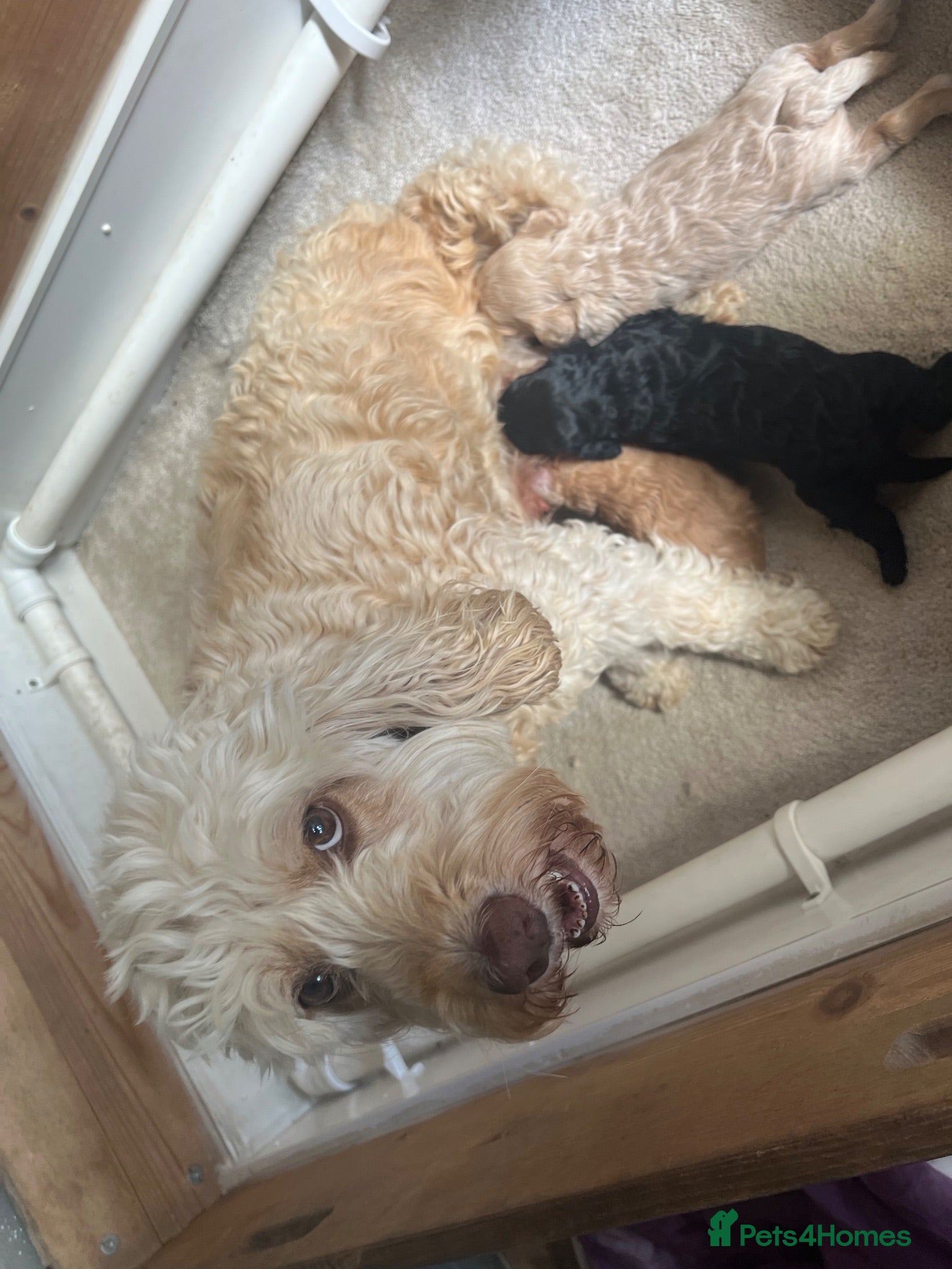 Cockapoo dogs F1b cockapoo puppies for sale - Advert 6