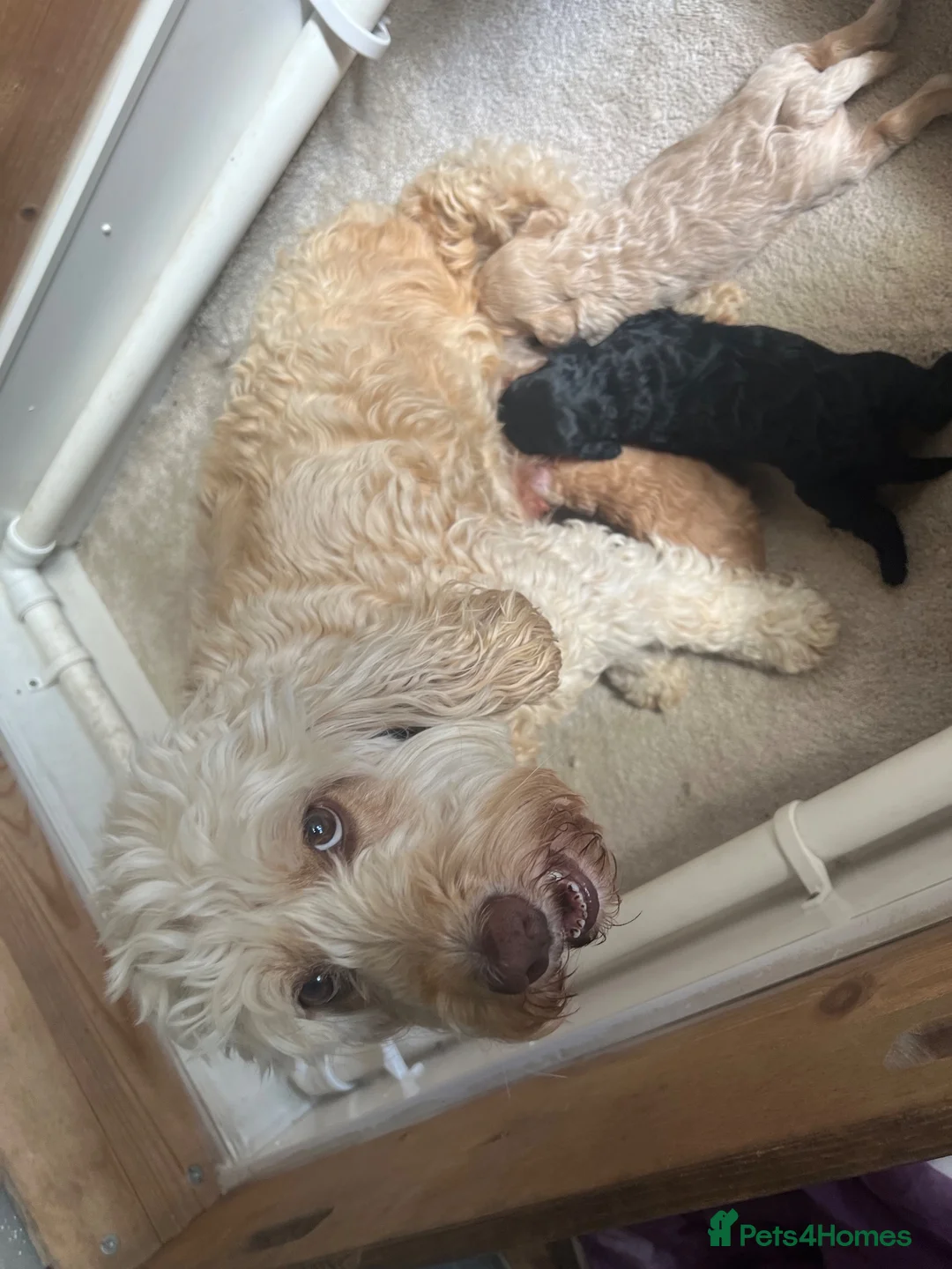 Cockapoo dogs for sale: F1b cockapoo puppies for sale - Advert 5