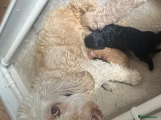Cockapoo dogs F1b cockapoo puppies for sale - Advert 6