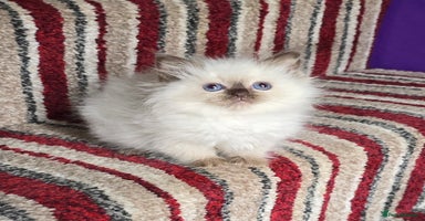 Ragdoll cats - Advert 9
