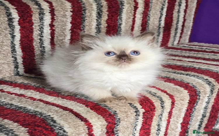 Ragdoll cats - Advert 6