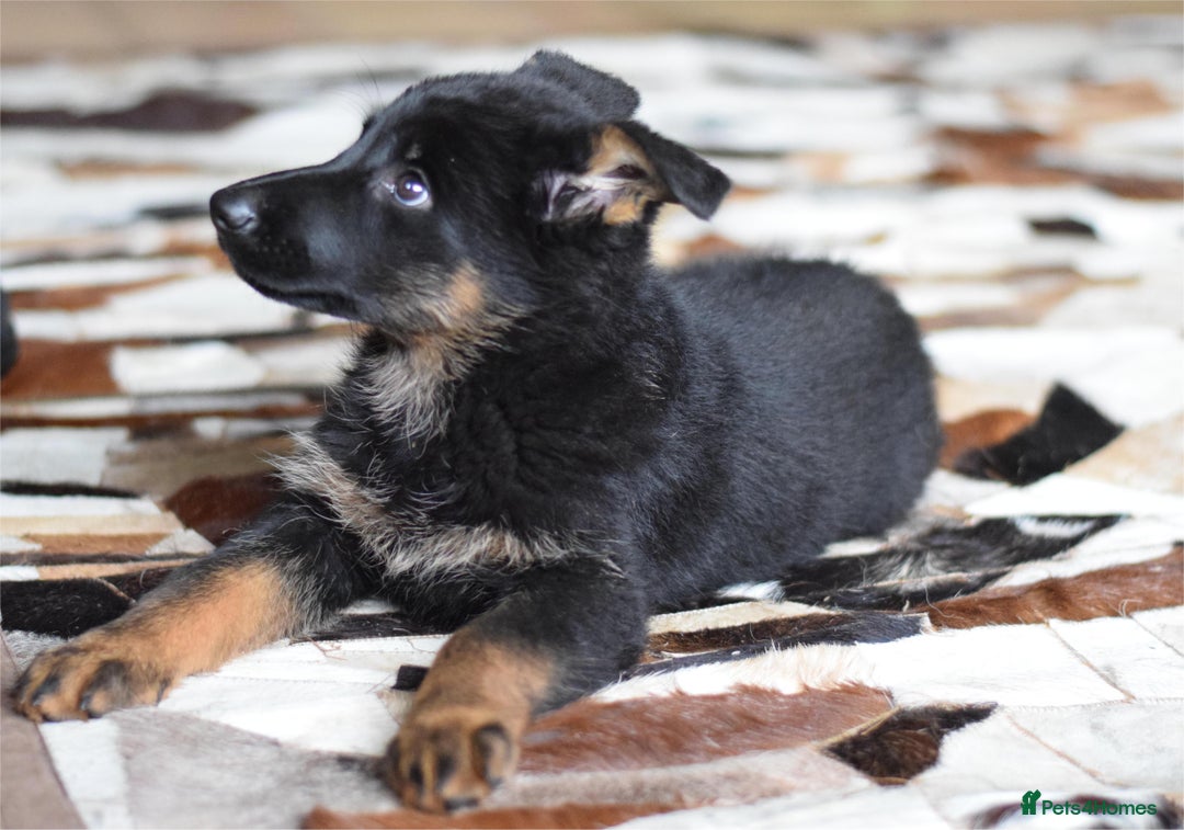 German Shepherd dogs for sale: German Shepherd Puppies - Image 31