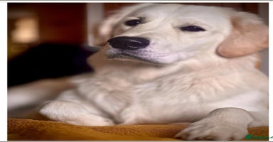 Golden Retriever dogs - Advert 1
