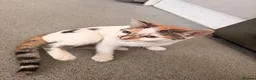 Domestic Shorthair cats for sale:     6-Month-Old Female Calico For Sale  in London - Advert 2