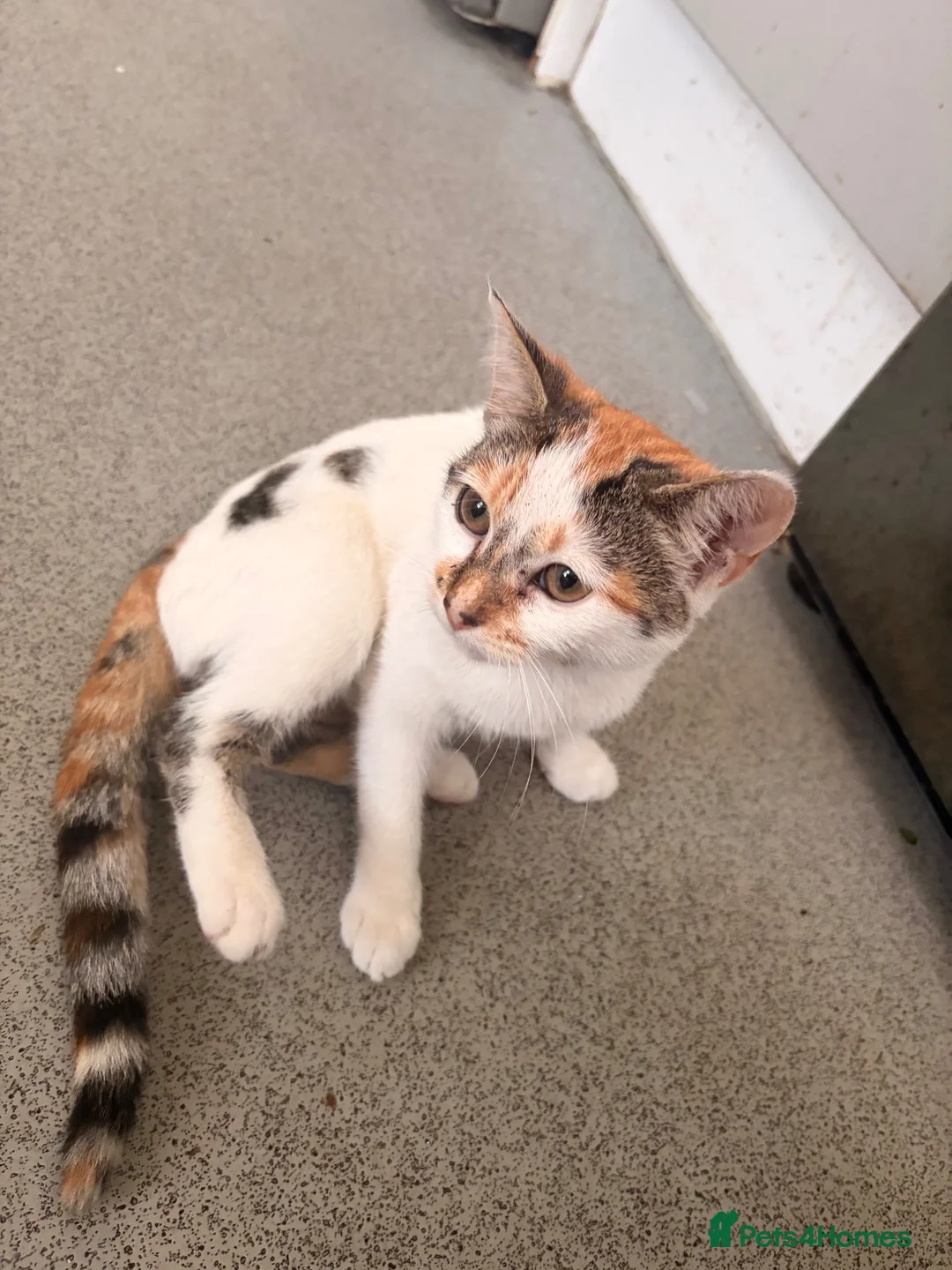 Domestic Shorthair cats for sale:     6-Month-Old Female Calico For Sale  in London - Advert 2