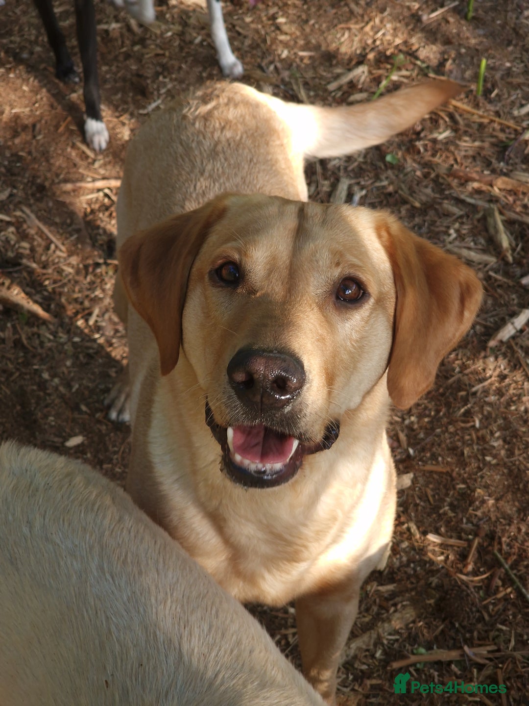 Mixed Breed dogs for sale: Whippet X Labrador Pups ~ Lurchers - Image 9