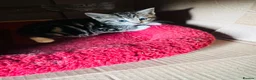 Domestic Shorthair cats for sale: Beautiful kittens  - Advert 8