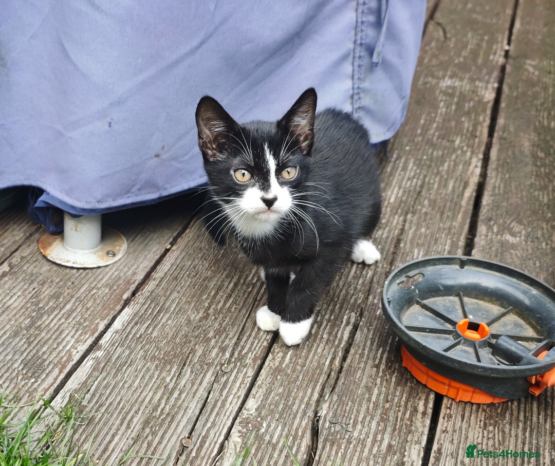 Mixed Breed cats for sale: kittens gorgeous kittens for sale  - Image 7