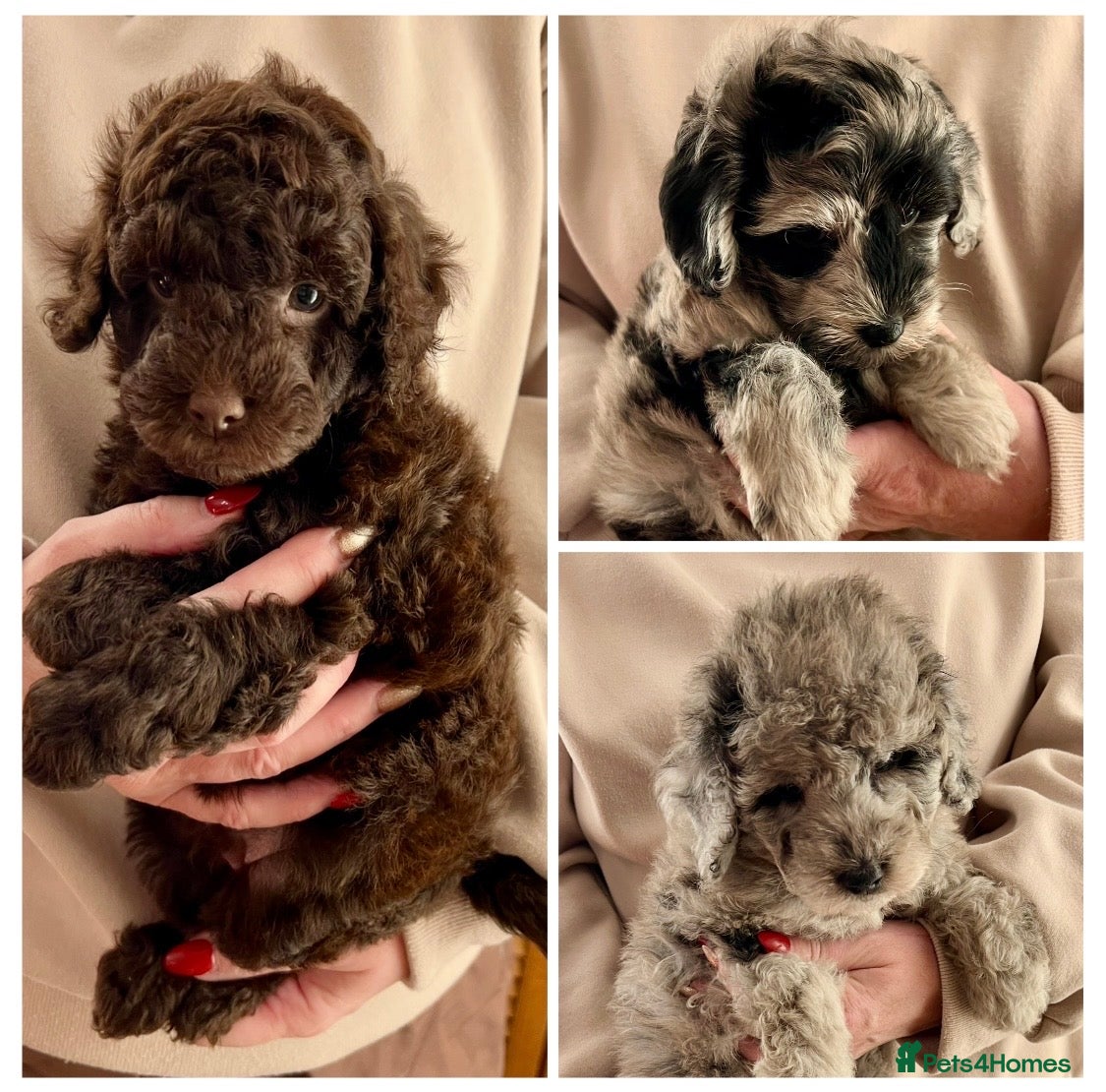 Labradoodle dogs F1b Labradoodles, Miniature Health tested parents - Advert 12