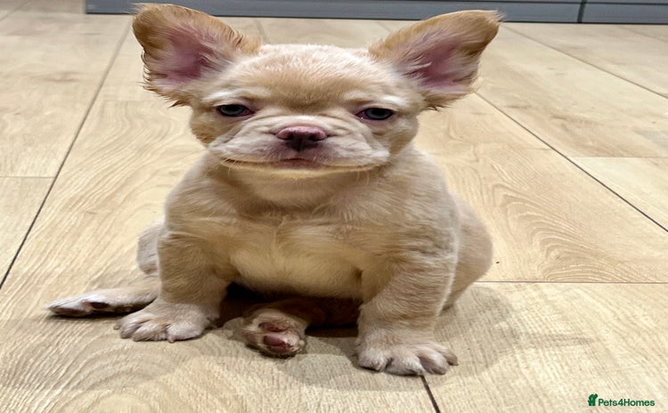 French Bulldog dogs - Advert 2