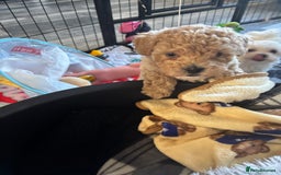 Maltipoo dogs for sale: F1 Maltipoo , only boy 💙 - Image 3