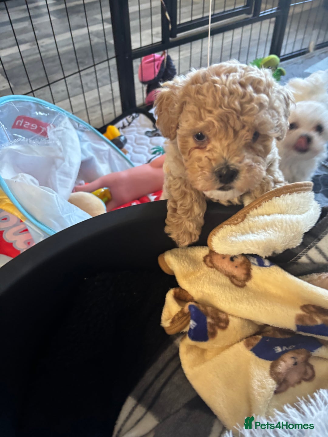 Maltipoo dogs for sale: F1 Maltipoo , only boy 💙 - Image 3