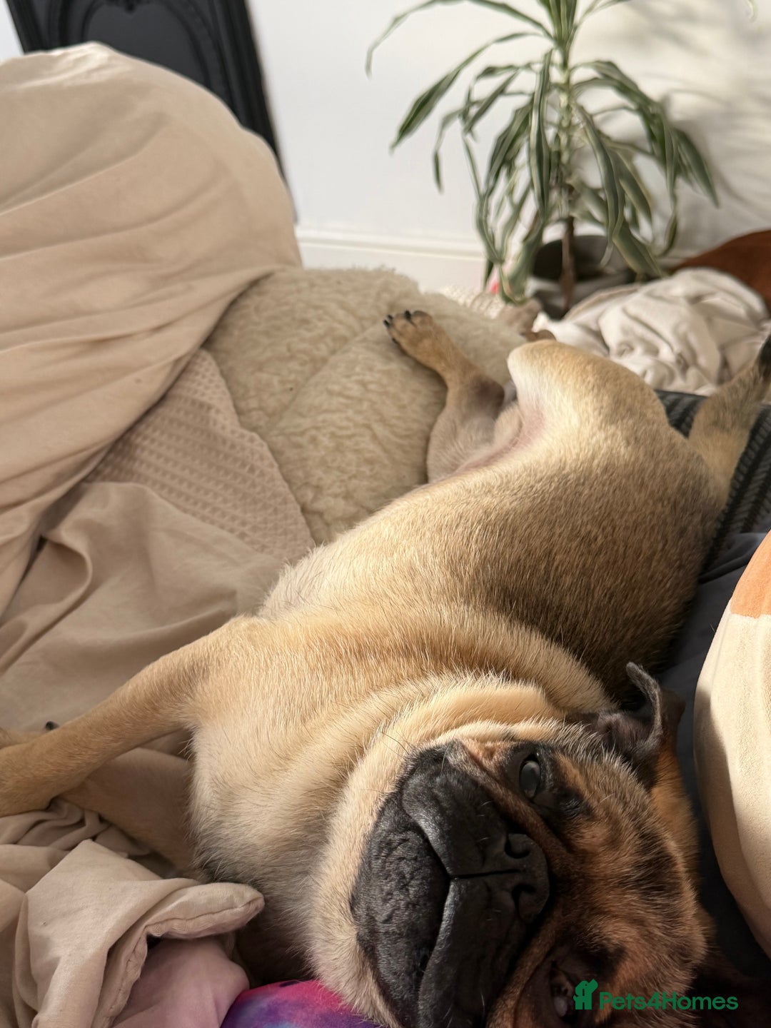 Pug dogs for sale: Bear, the Pug  - Advert 8