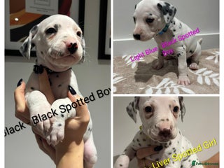 Dalmatian dogs Dalmatians for Sale (Last Girl & 2 Boys Left) - Advert 1