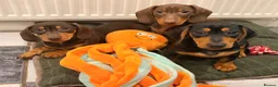 Dachshund dogs for sale: Two beautiful dachshund Dogs 6 months for sale  in Kidderminster - Advert 1