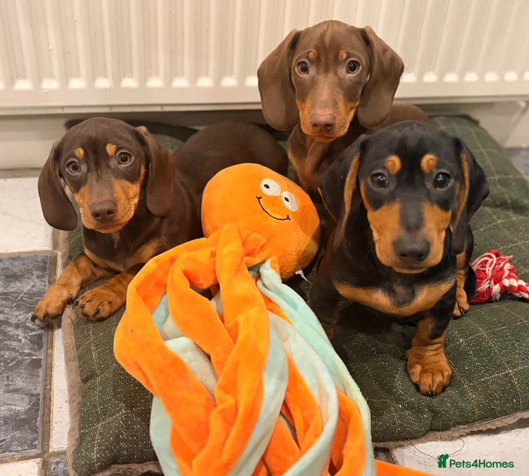 Dachshund dogs for sale: Two beautiful dachshund Dogs 6 months for sale  in Kidderminster - Advert 1