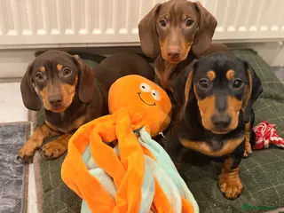 Dachshund dogs Two beautiful dachshund Dogs 6 months for sale - Advert 10