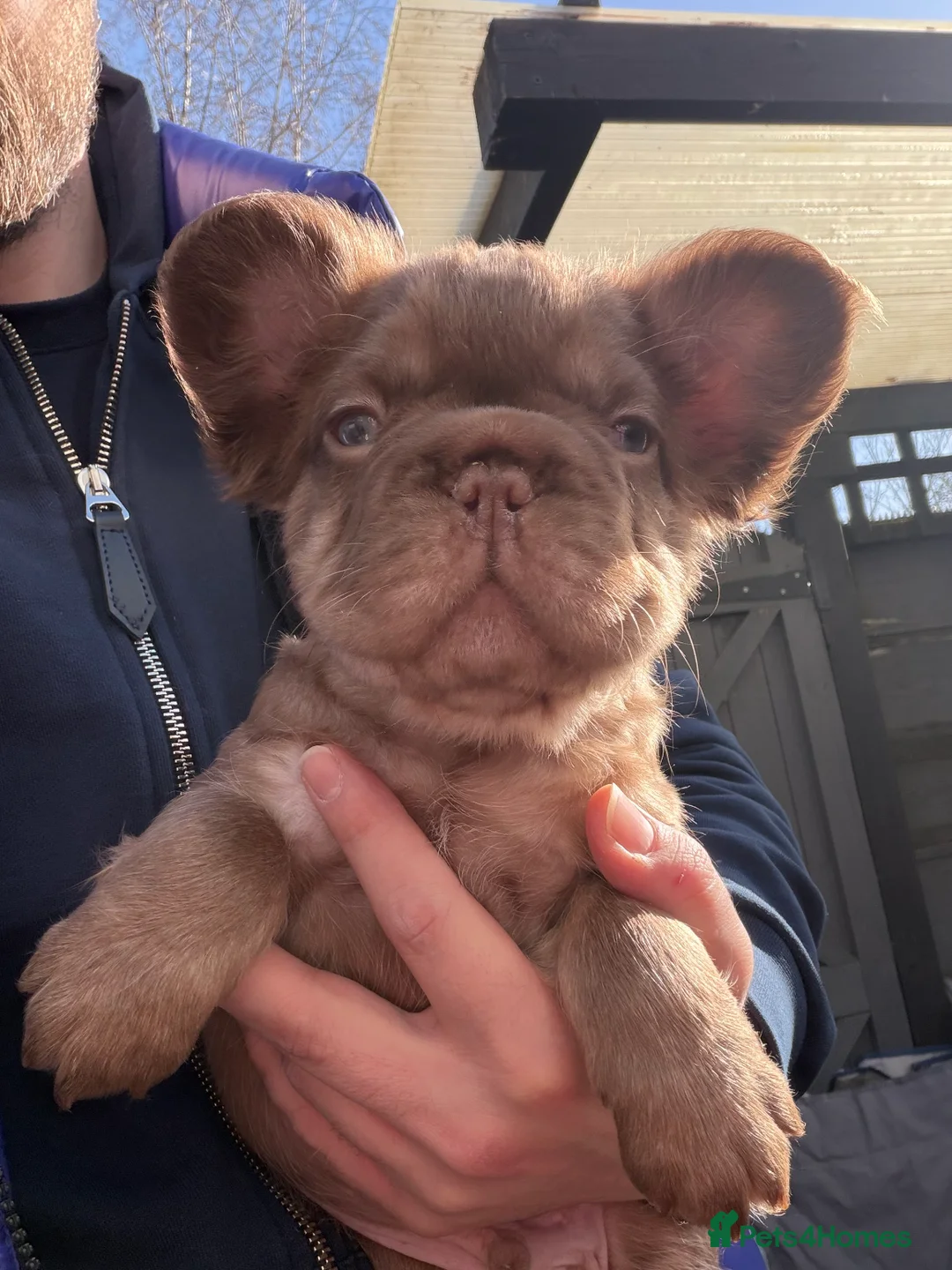 French Bulldog dogs for sale: French bulldog  - Advert 11