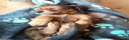 Miniature Dachshund dogs for sale: READY TO GO 🐾 Beautiful Mini Dachshund  - Advert 16