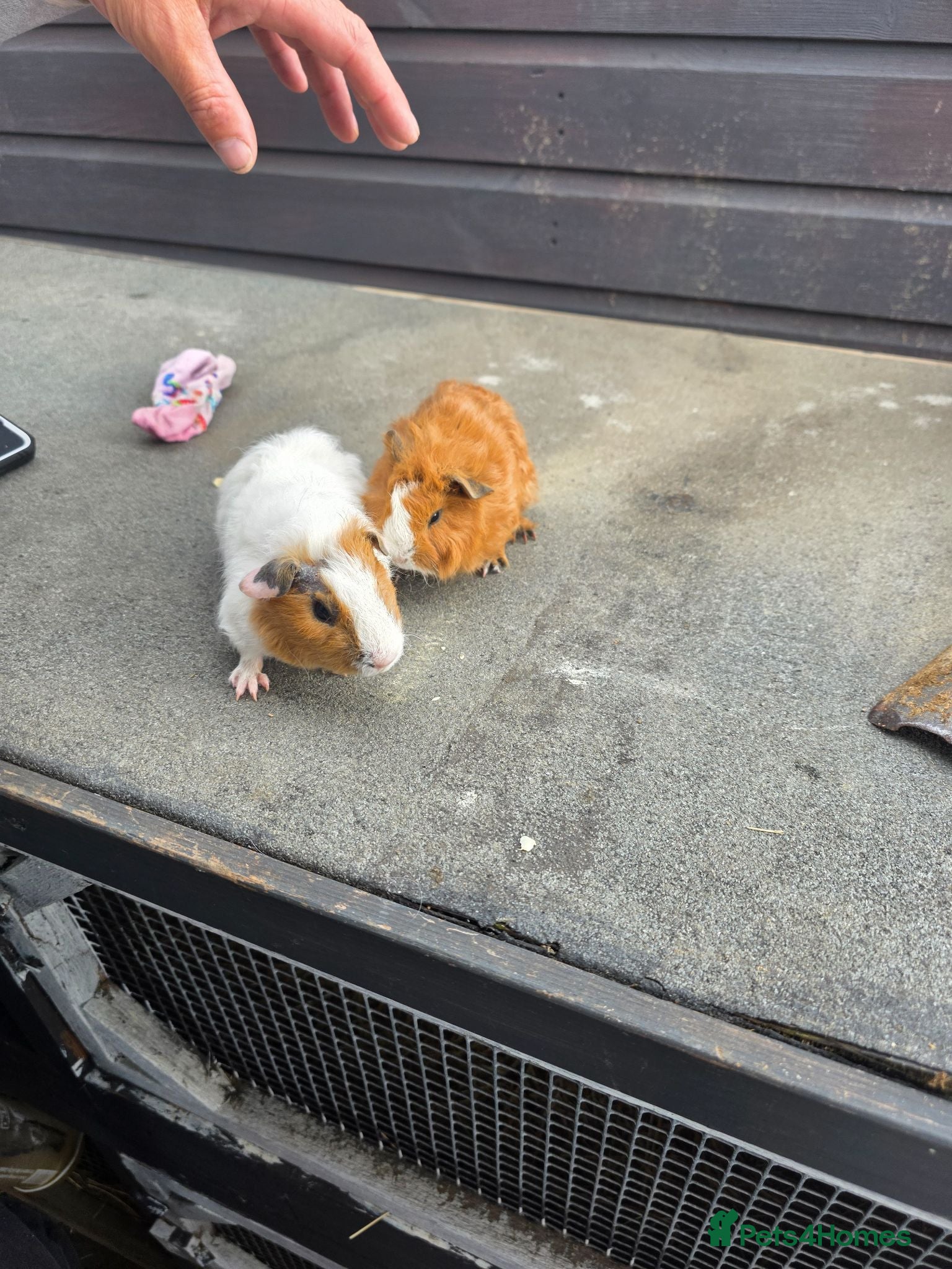 Guinea Pig rodents Male Guinea pigs - Advert 8
