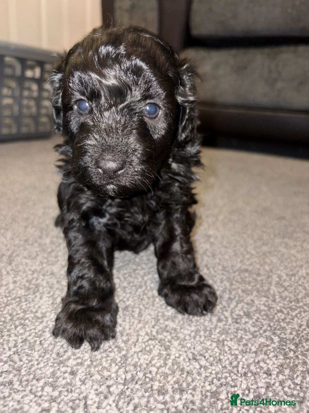 Bordoodle dogs for sale: Stunning litter of colliepoo/bordoodle puppies  - Advert 19
