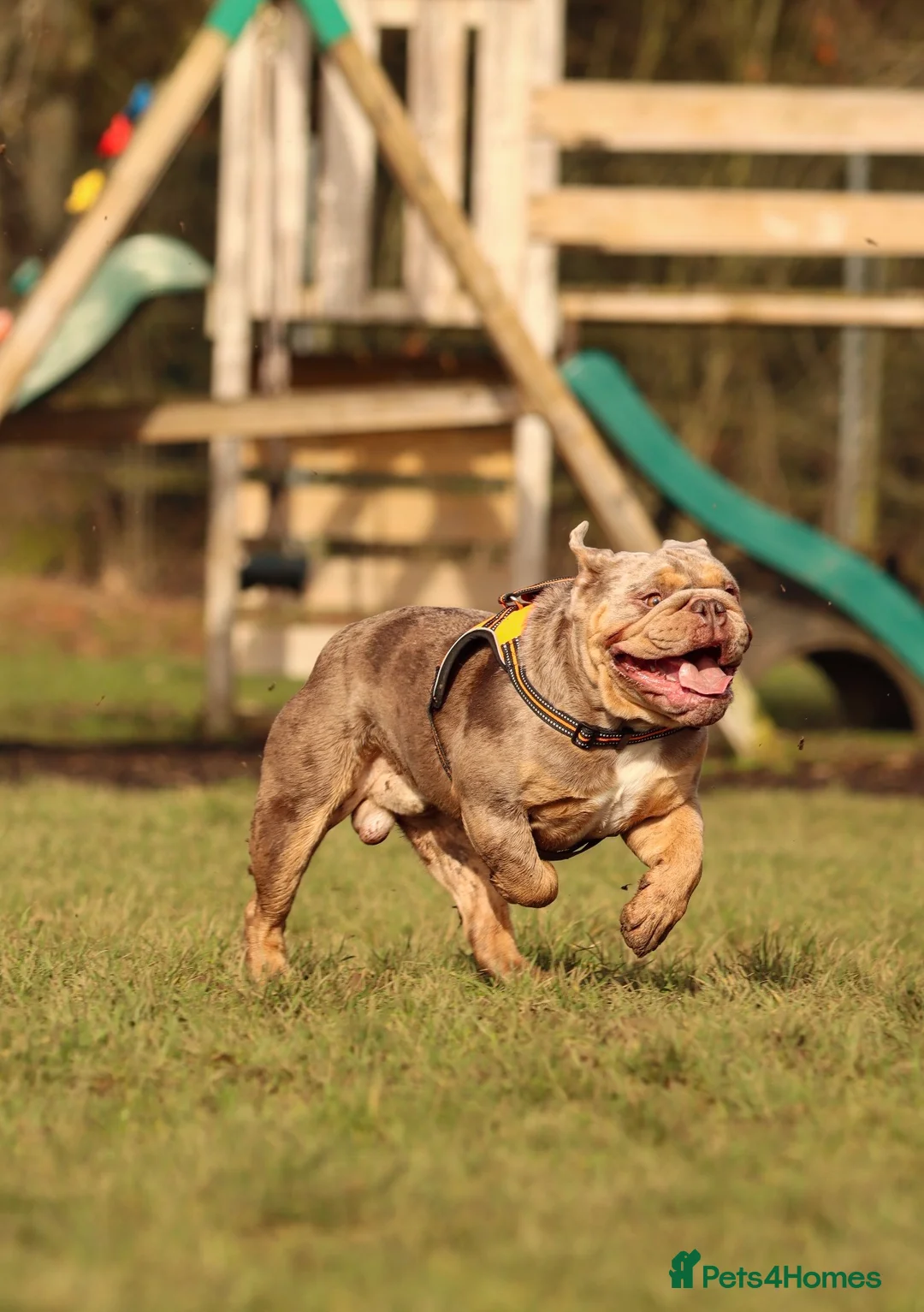 English Bulldog dogs for stud: Lilac tri Merle fluffy L1 carrier - Advert 3