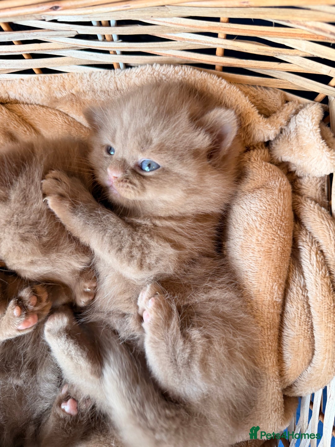 British Shorthair cats for sale: Cinnamon British shorthair kittens - Advert 16